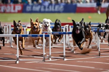 What Is Flyball Training For Dogs?