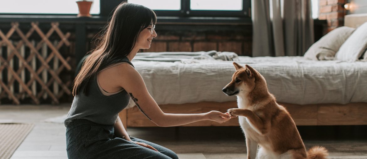 teach dog to shake paws