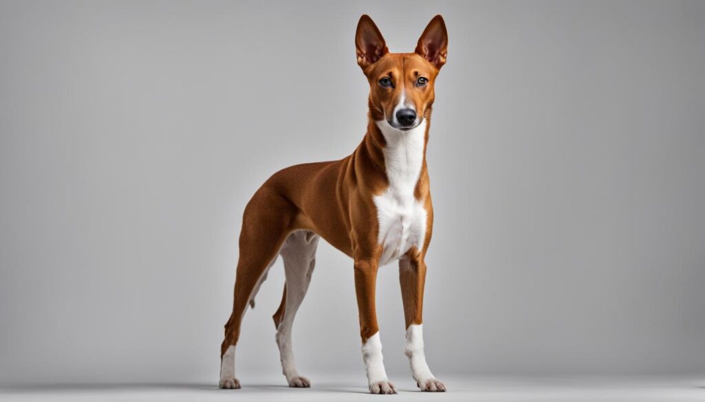 Basenji