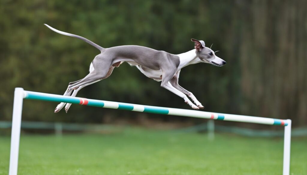 Italian Greyhound