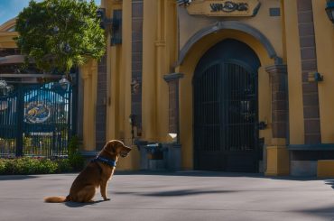 does universal studios florida allow dogs