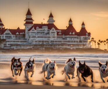 dog friendly things to do in san diego