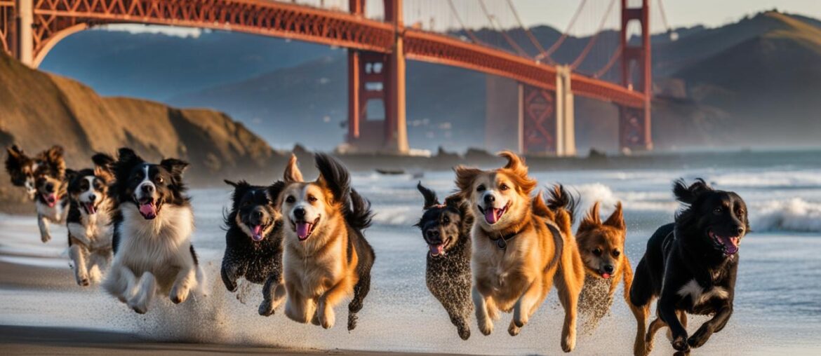 dog friendly things to do in san francisco