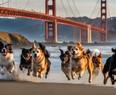 dog friendly things to do in san francisco