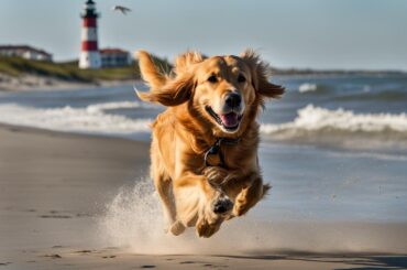 dog friendly things to do in st augustine