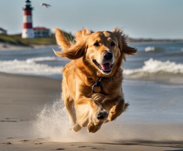 dog friendly things to do in st augustine